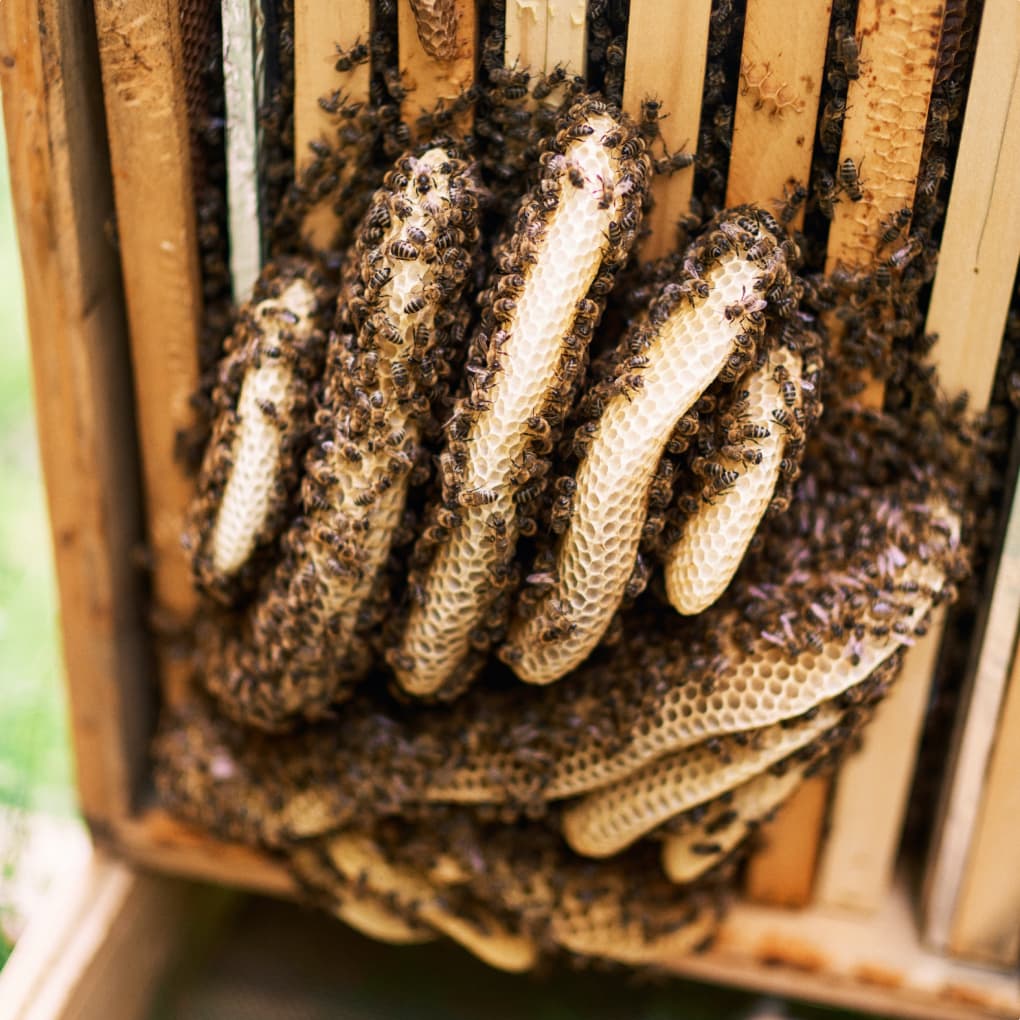 Bienenwabe Kunschwarm mit Naturwabenbau Mein Honig Bienenverkauf