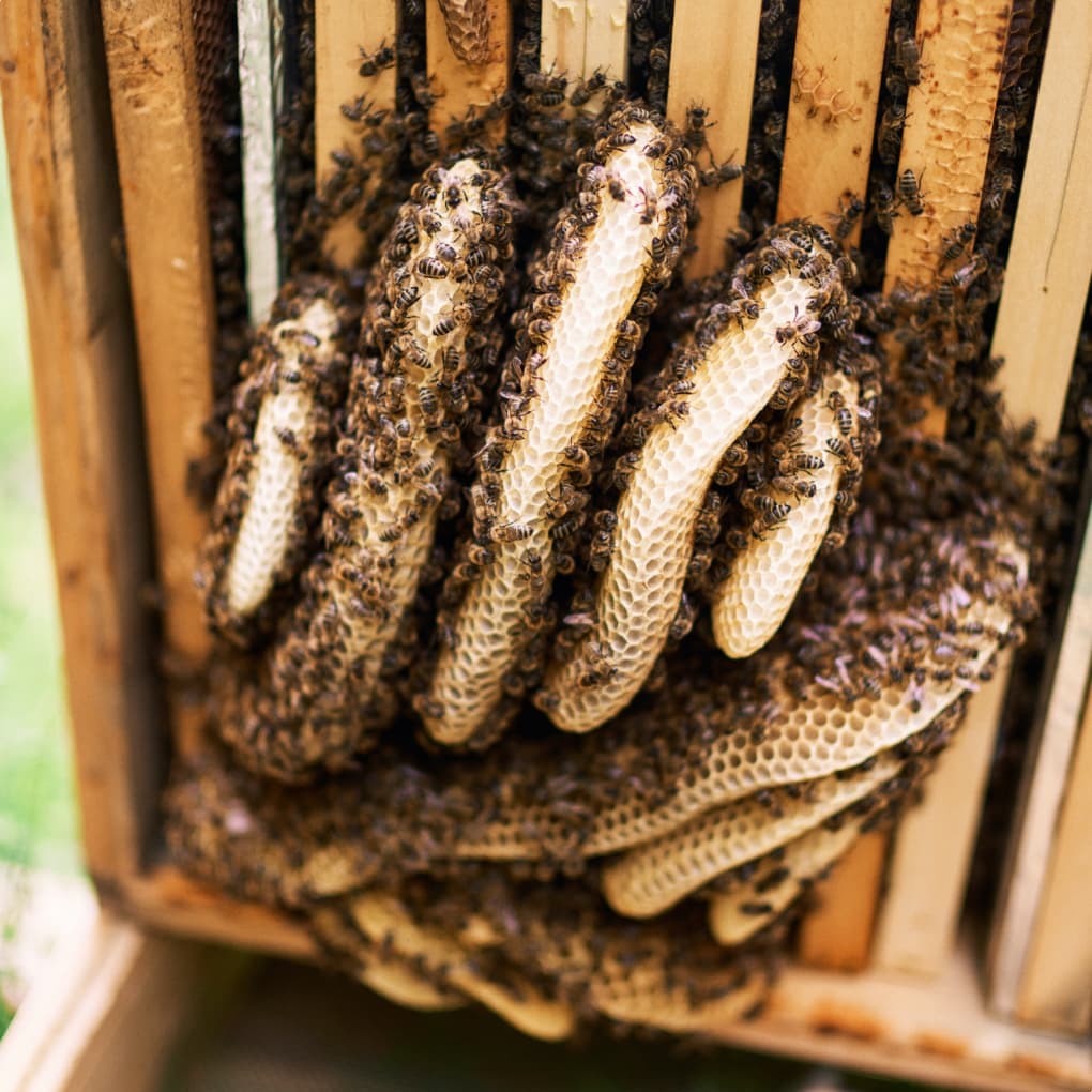 Kunstschwarm (Bio)