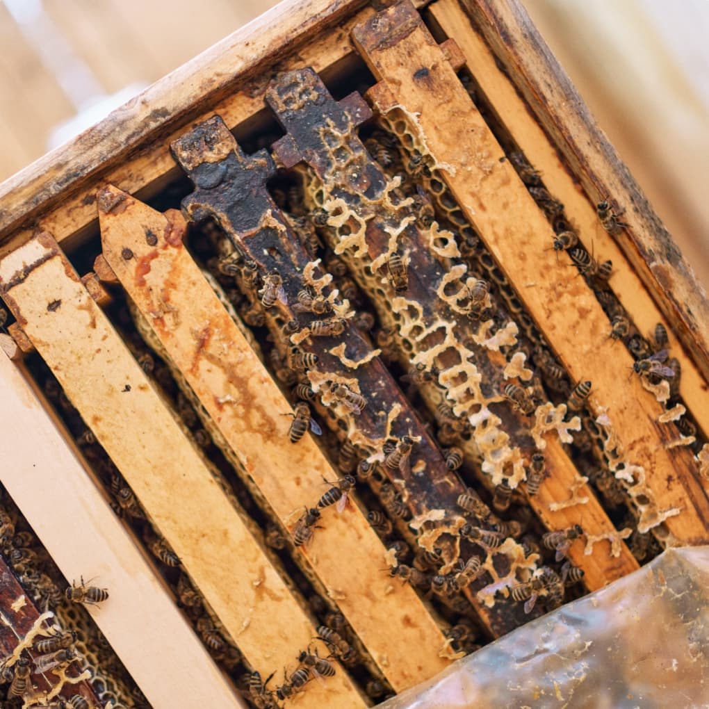 Mein Honig - Bio Imkerei - Kapseln gefüllt mit Bienenbrot und Propolis - Natürliches Nahrungsergänzungsmittel - Propolis Harz Ernte